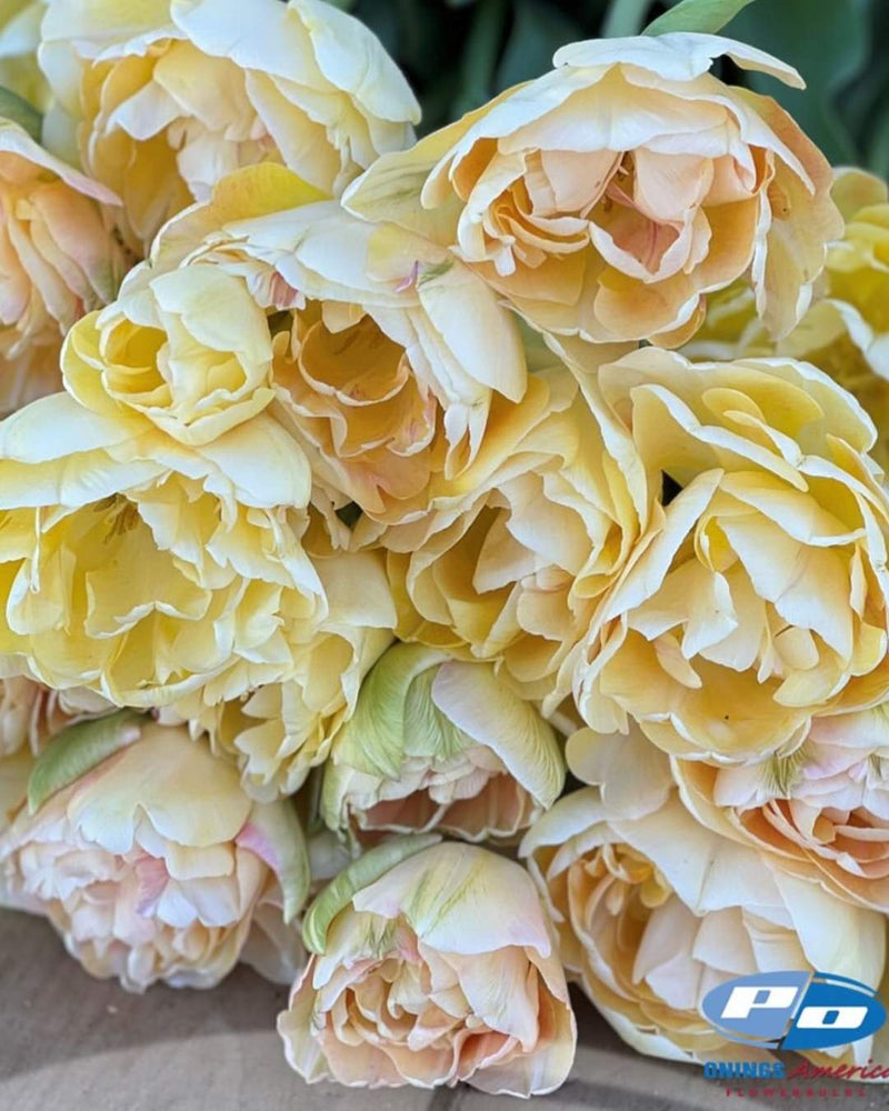 Tulip 'Charming Beauty'