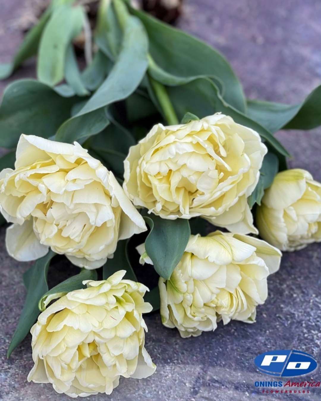 Tulip 'Avant Garde'