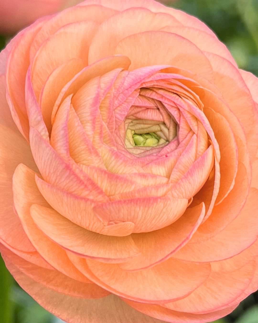 Ranunculus Italian Elegance Salmone®