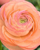 Ranunculus Italian Elegance Salmone®