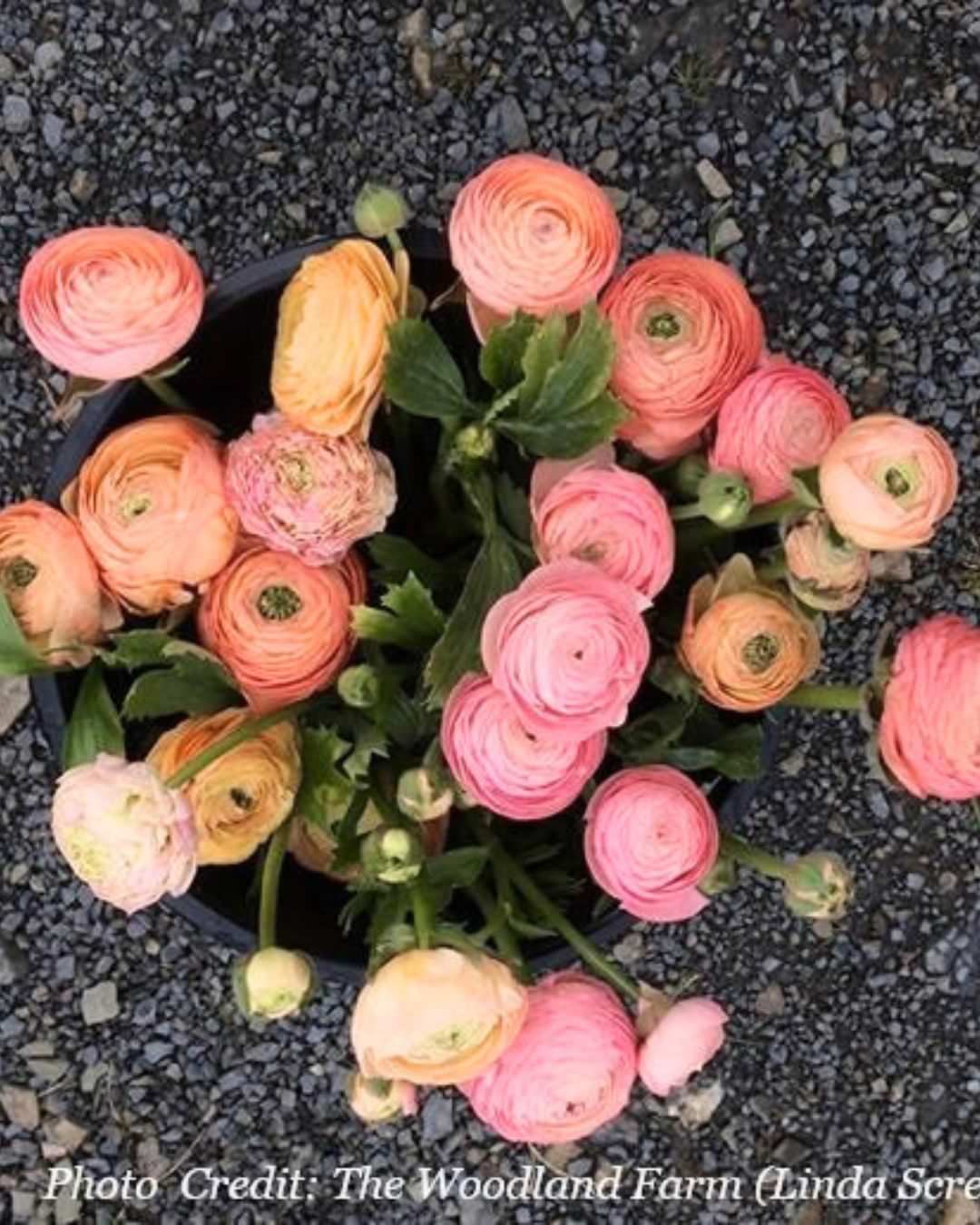 Ranunculus Italian Elegance Salmone®