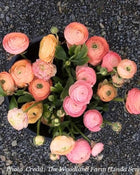 Ranunculus Italian Elegance Salmone®