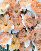Narcissus 'Mammoth Mountain'