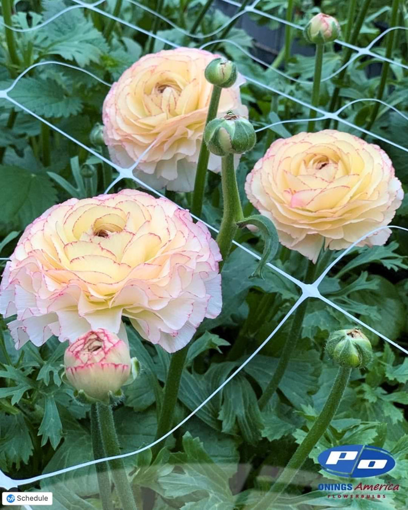 Ranunculus Italian Elegance Pastello Striato®