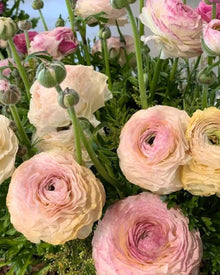 Ranunculus Italian Elegance Bianco Sfumato®