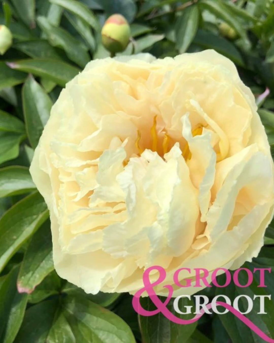 Peony 'Sunny Girl' (Premium 5–8 eye) Rare