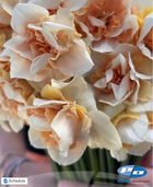 Narcissus 'Sweet Paradise'