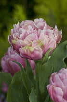 Tulip 'Pink Star'