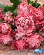 Tulip 'Taiwan'