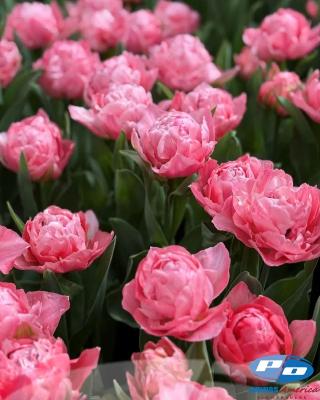 Tulip 'Taiwan'