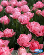 Tulip 'Taiwan'