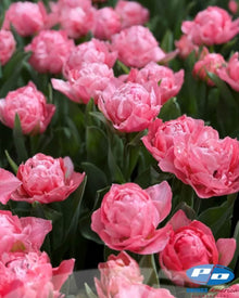 Tulip 'Taiwan'