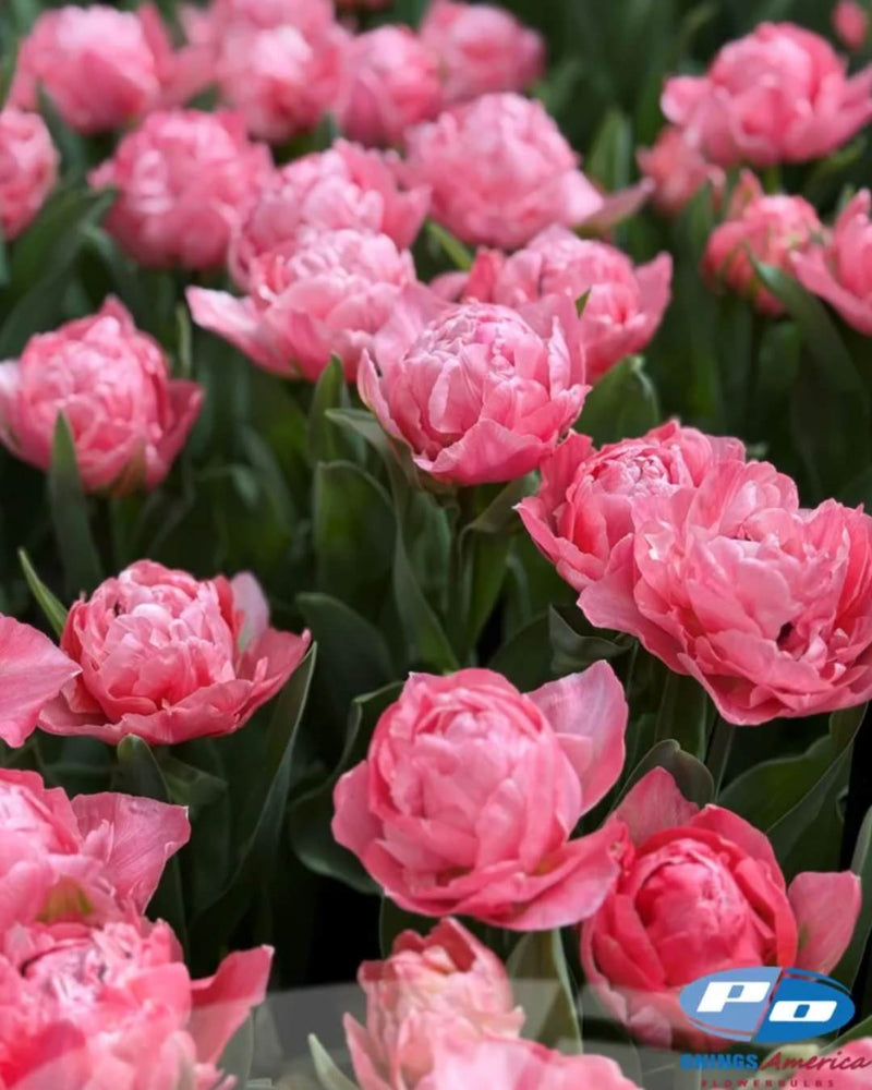 Tulip 'Taiwan'