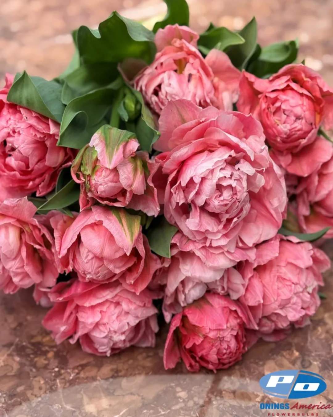 Tulip 'Taiwan'