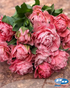 Tulip 'Taiwan'