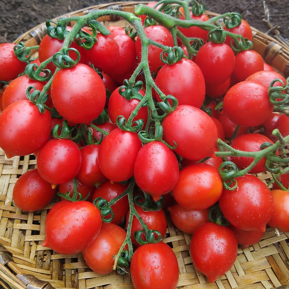 Tomato 'Principe Borghese'
