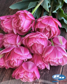 Tulip 'Vogue'