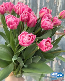 Tulip 'Vogue'