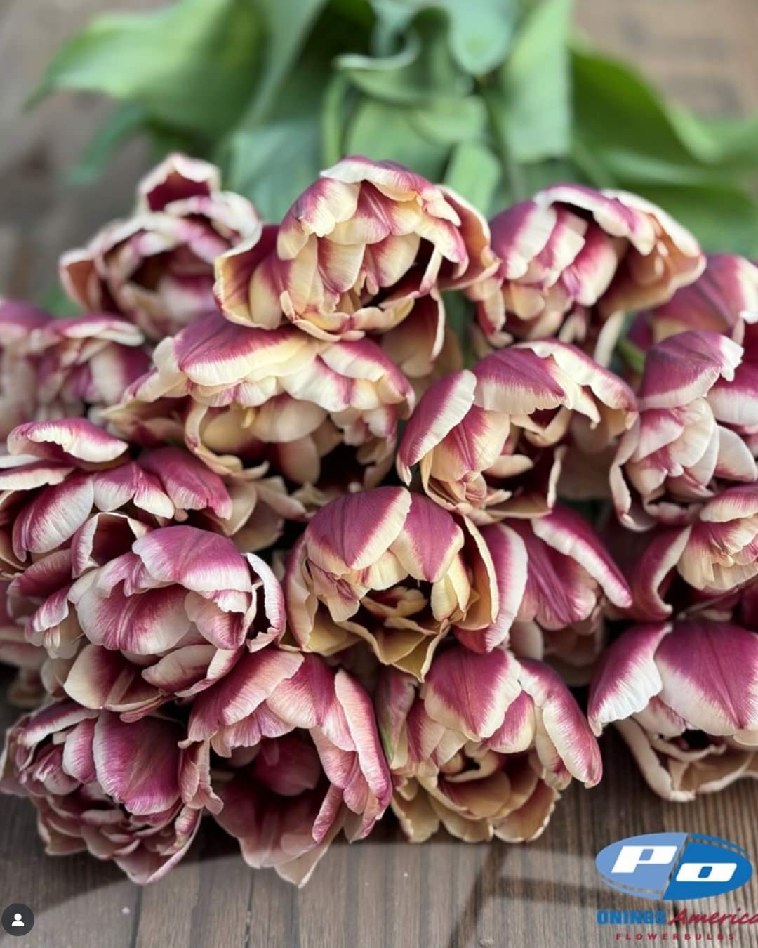 Tulip 'Wyndham'