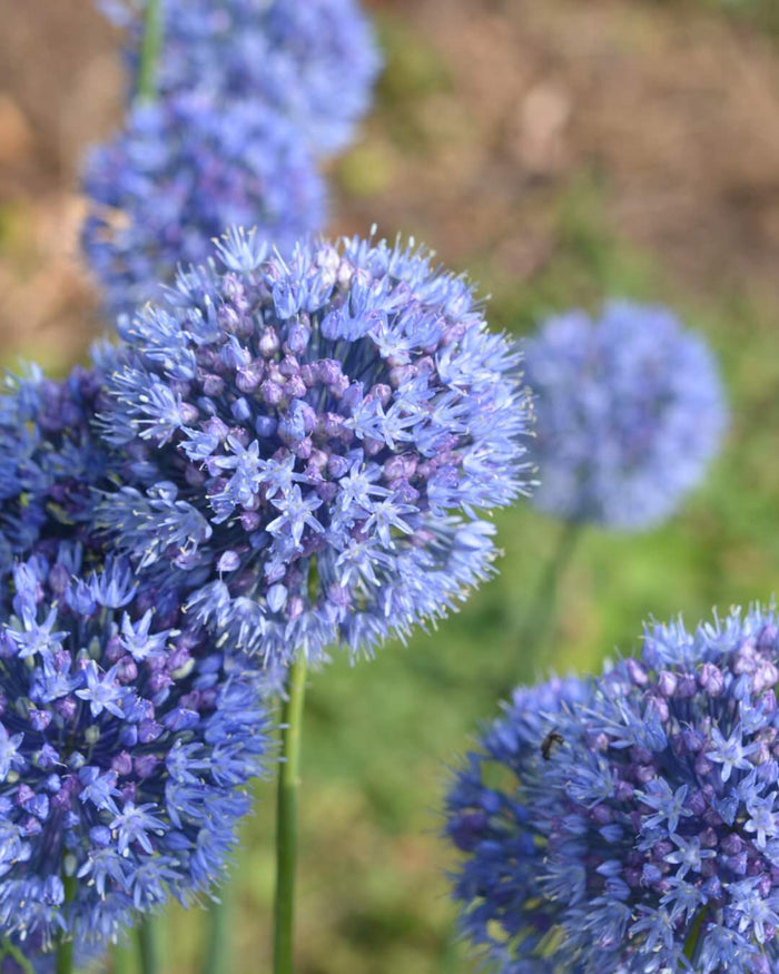 Allium 'Caeruleum'