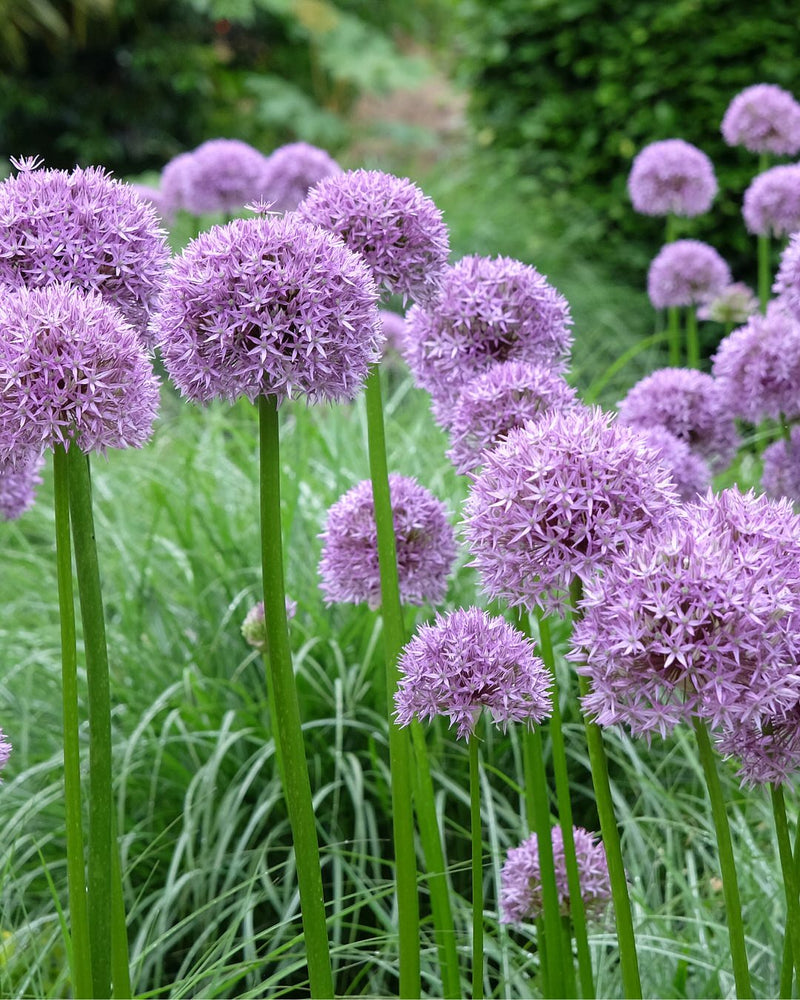 Allium Giant 'Globemaster'