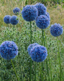 Allium 'Caeruleum'