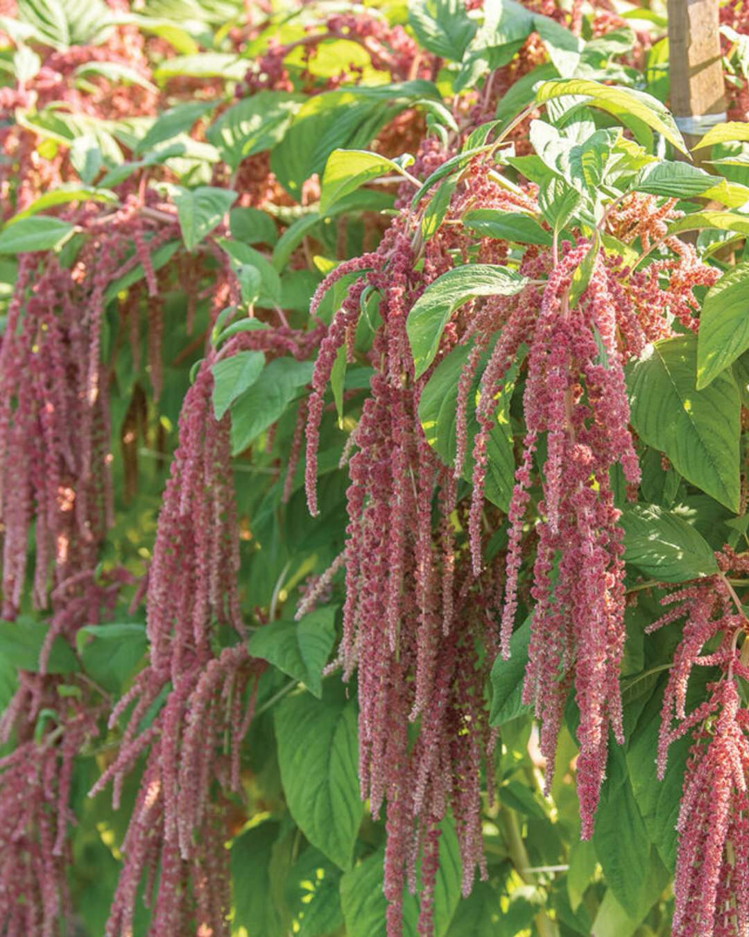 Amaranth 'Coral Fountain'
