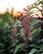 Amaranth 'Coral Fountain'