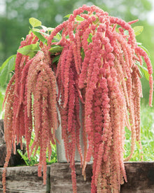 Amaranth 'Coral Fountain'