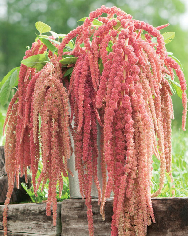 Amaranth 'Coral Fountain'