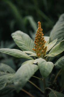 Amaranth Hot Biscuits