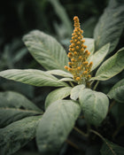 Amaranth Hot Biscuits