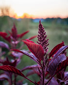 Amaranth 'Red Spike'