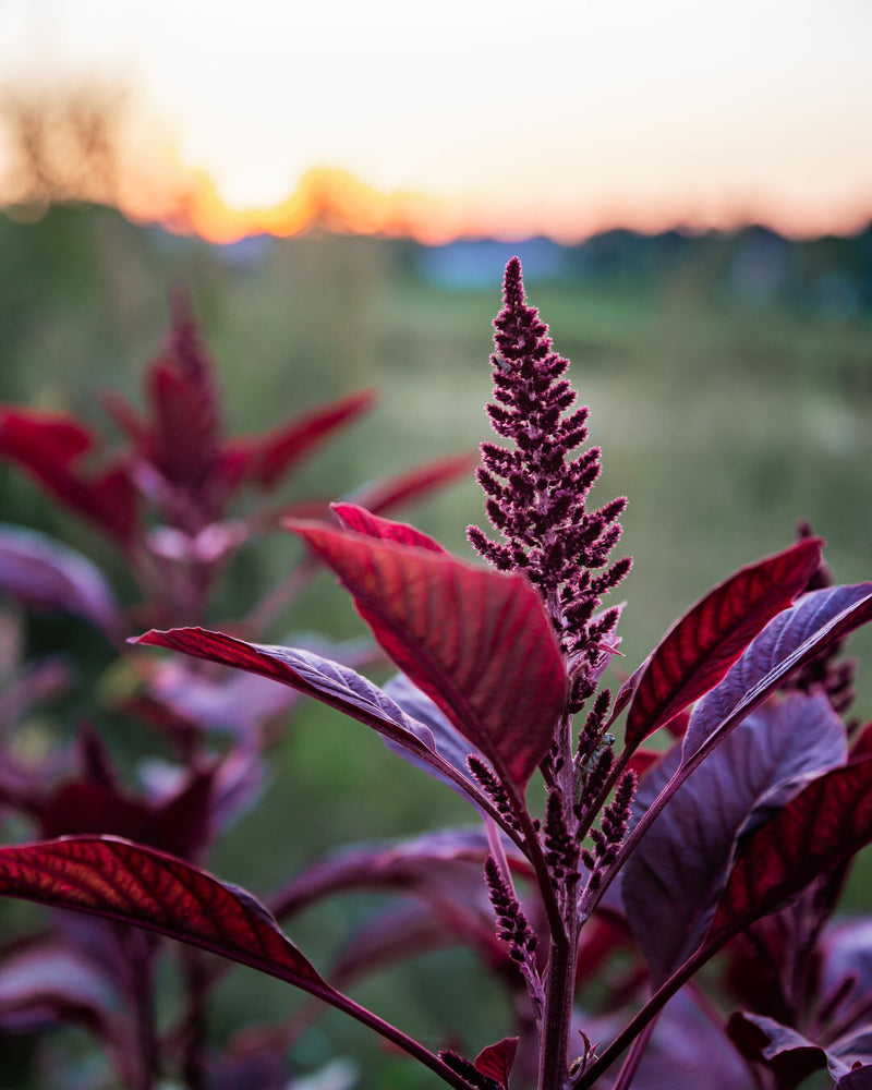 Amaranth 'Red Spike'