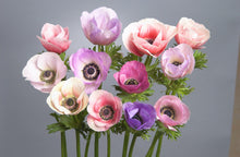 Anemone Galilee Pastel Mix