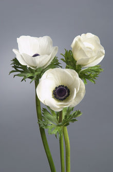 Anemone Galilee White & Black Center (XL Corms)