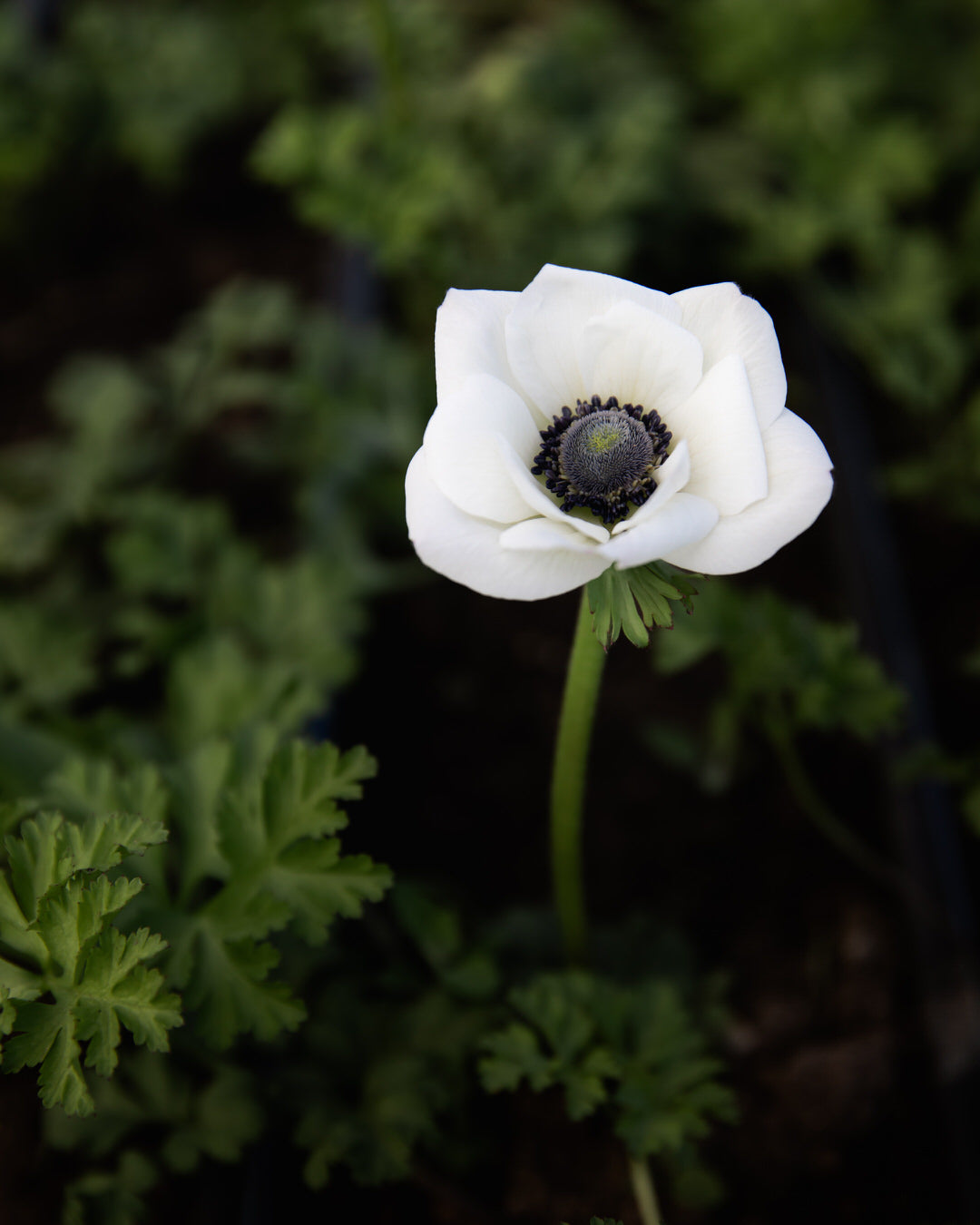 Anemone Galilee White & Black Center (XL Corms)