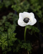 Anemone Galilee White & Black Center (XL Corms)
