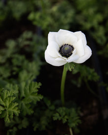 Anemone Galilee White & Black Center (XL Corms)