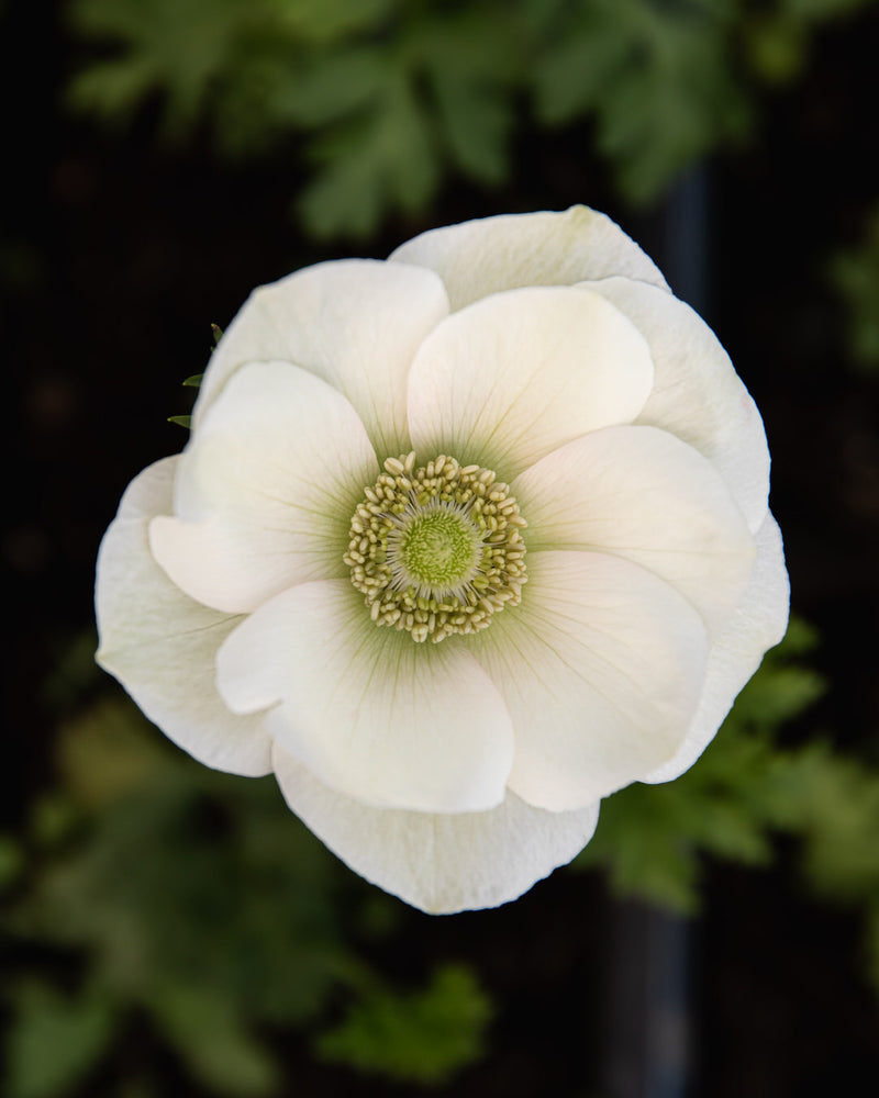 Anemone Italian Mistral Plus The Edge®