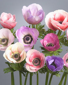 Anemone Galilee Pastel Mix