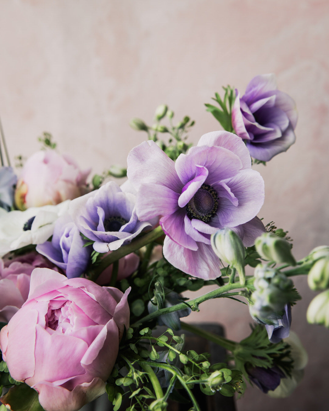 Anemone Italian Mistral Plus Rarity®