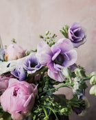 Anemone Italian Mistral Plus Rarity®