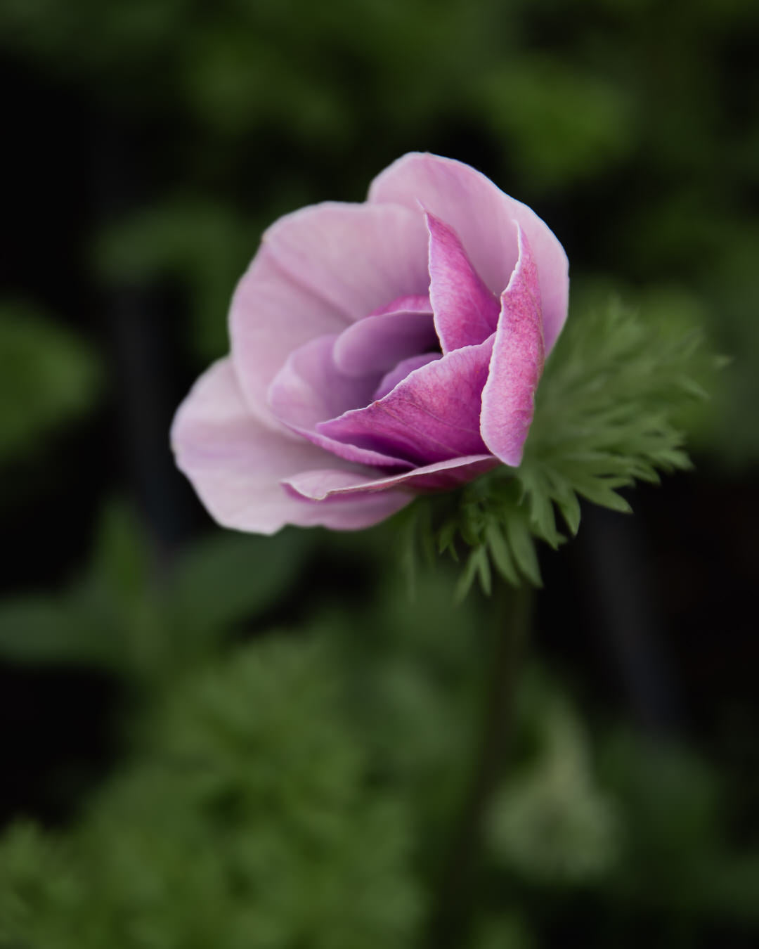 Anemone Italian Mistral Plus Rarity®