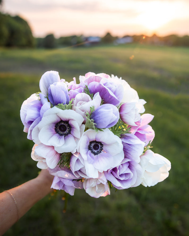 Anemone Galilee Pastel Mix