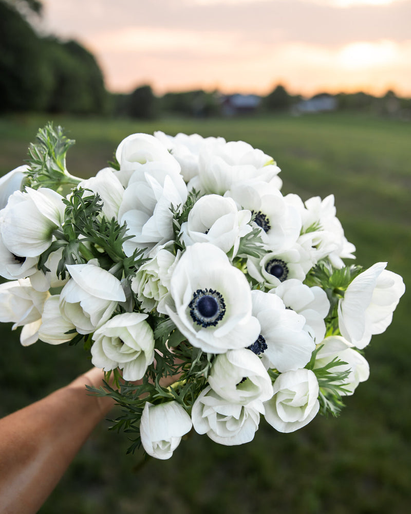 Anemone Galilee White & Black Center (XL Corms)