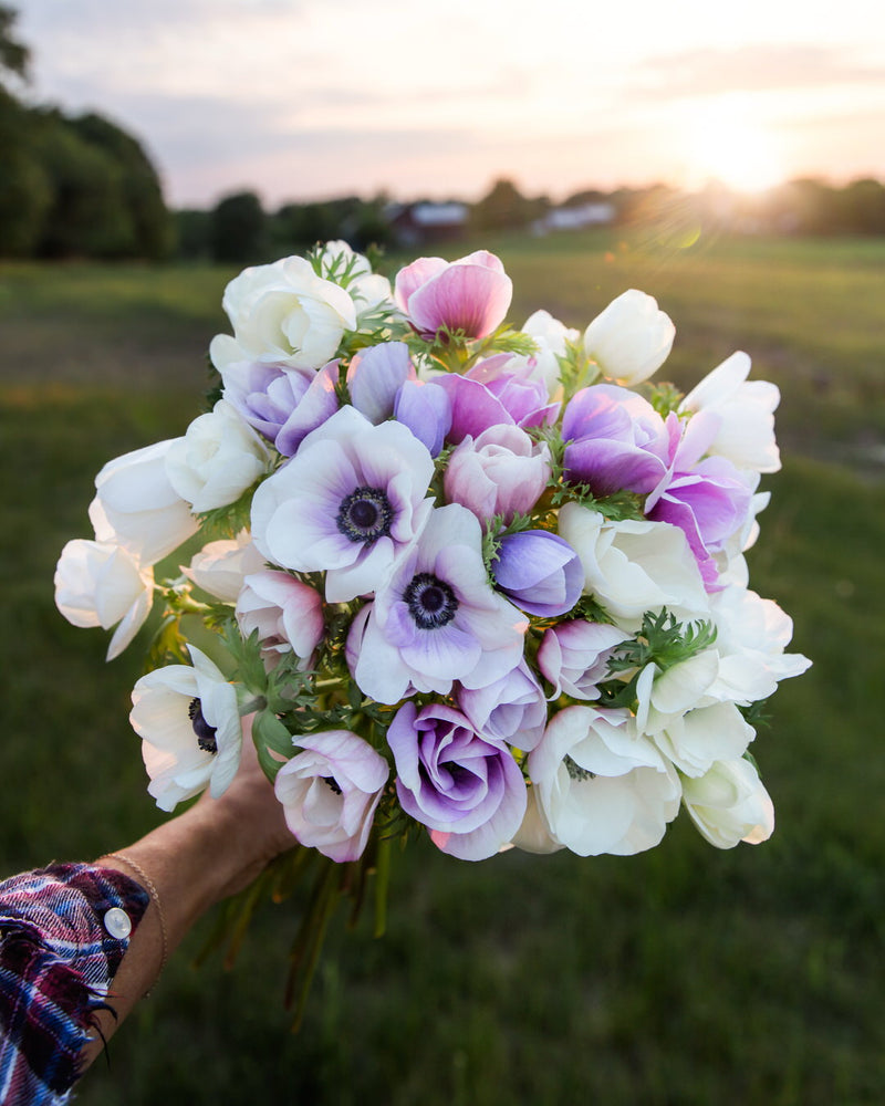 Anemone Galilee Pastel Mix
