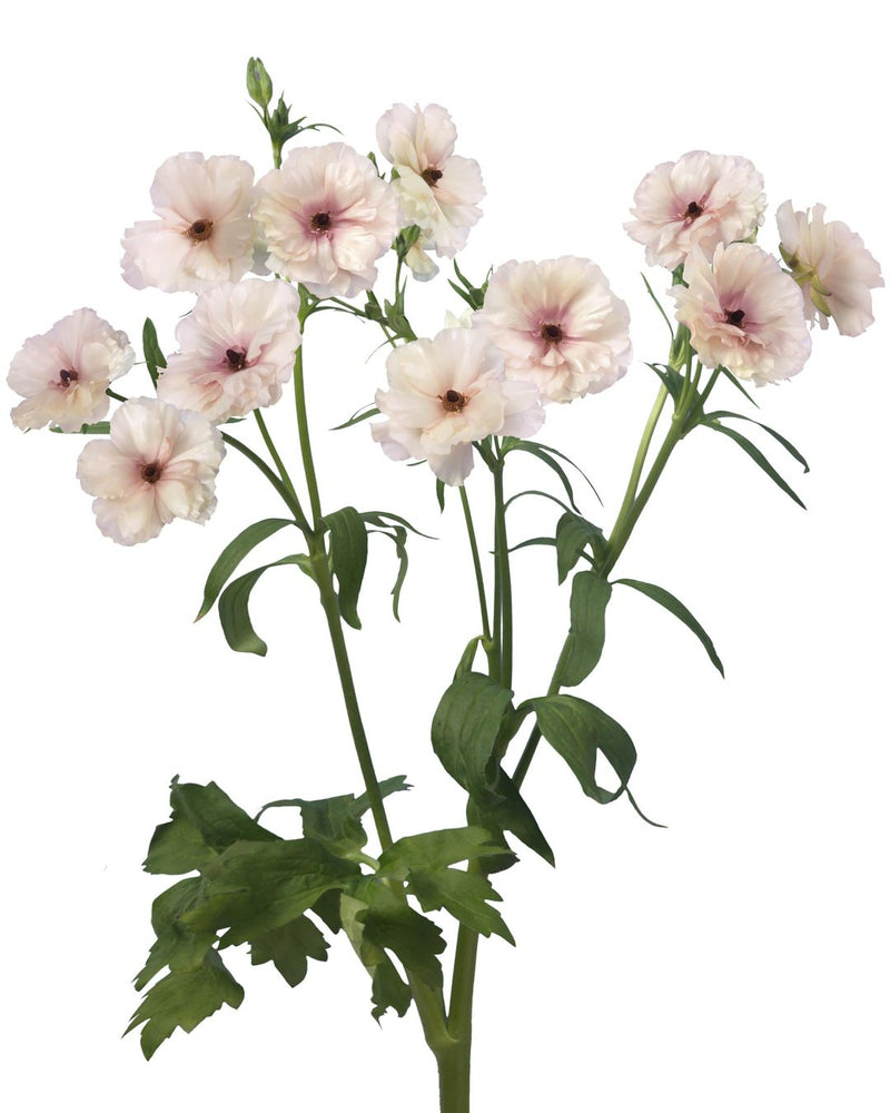 Ranunculus Butterfly™ Ariadne
