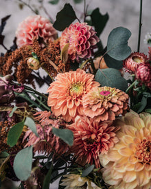 Zinnia 'Queeny Lime Orange'