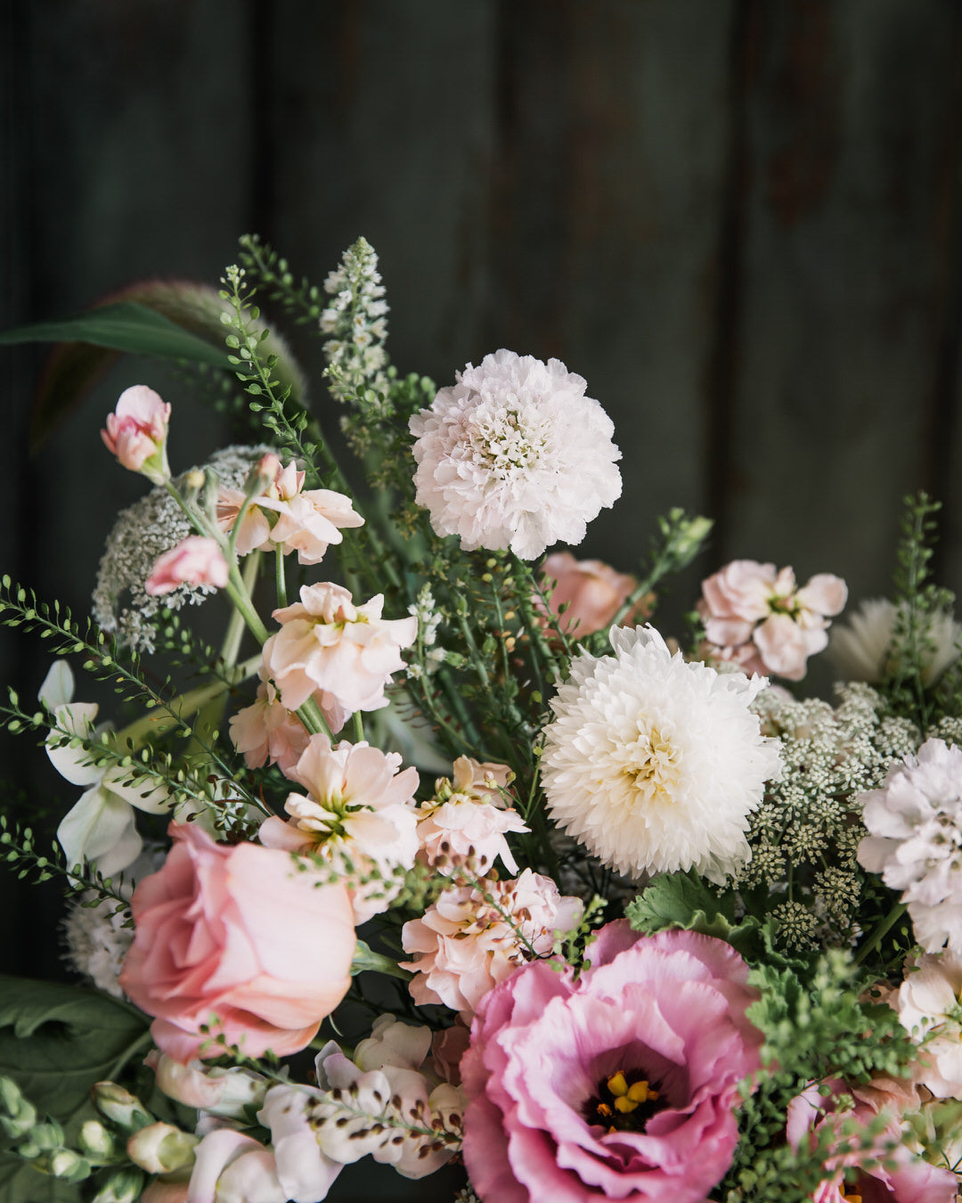 Cosmos 'Double Click Bicolor Pink'